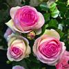 Rose Barni Pierre de Ronsard®,(o Eden Rose®) rosa in vaso di Rose Barni®, pianta rampicante rifiorente a grandi fiori, h.raggiunta 3.5 metri, pianta resistente alle malattie, leggermente profumata, cod.16071