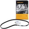 CONTITECH CT637 Cinghie distrib