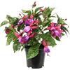 Flair Flower Pianta artificiale ornamentale fucsia in vaso, pianta artificiale, fiori artificiali, fiori di seta, decorazione finti, petali finti, pianta in vaso ibrida Hort Flores