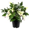 Flair Flower - Pianta Artificiale, Fucsia in Vaso, Fiori Artificiali, Fiori di Seta, Decorazione falsata, Petali Doppi Petali in Vaso, Ibrida Hort Flores, Bianco/Rosa, 30 cm