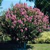 Vivaio di Castelletto Pianta di Lagerstroemia indica (Mirto Crespo) a Cespuglio in Vaso ø33 cm, Altezza 100/120 cm, Lillà delle Indie, Colori Casuali, Vivaio di Castelletto