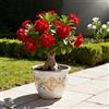 Vnuhgzs Rosa del Deserto Rara/Rosa del Deserto Resistente al Freddo/Ottima Balcone-2 PCS-E