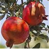 PianteWeb Albero Melograno Dente di Cavallo - Età 1 anno