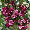 Rose Barni New Imagine®, rosa rampicante in vaso di Rose Barni®, pianta rifiorente Treillage® profumata con fiori a mazzetto di colore viola porpora e bianco, altezza raggiunta fino a 3,5 metri, Cod. 20065