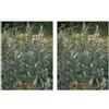 Herboplanet Tsa Artemisia Vulgaris Gocce Orali 2x50 ml orali