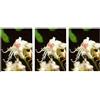 Msa Aesculus Hippoca 50 Ml 3x50 ml Gocce orali