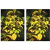 Msa Cornus Sanguinea 50 Ml 2x50 ml Gocce orali