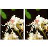 Msa Aesculus Hippoca 50 Ml 2x50 ml Gocce orali