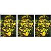Msa Cornus Sanguinea 50 Ml 3x50 ml Gocce orali