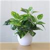 Lecreatekit Bonsai realistico per decorazione domestica, pianta finta per ambienti interni ed esterni (B)