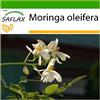 SAFLAX - Albero del rafano - 10 semi - Con substrato - Moringa oleifera