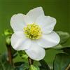 le Georgiche Vivai le Georgiche - Pianta vera di Helleborus niger Elleboro nero, Rosa di Natale - vaso Ø 13 cm