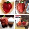 Generico 100 Semi di Fragole, 4 Varietà per Coltivazione, Orto e Giardino in Vaso (Fragole frutto grosso) fragole giganti