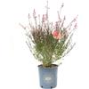Vannucci Piante - Gaura lindheimeri 'Baby Red', pianta da esterno, pianta vera in vaso, pianta da terrazzo