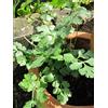 Magic Garden Seeds Cerfoglio liscio (Anthriscus cerefolium) - circa 500 semi
