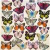 Pellicola Modellabile Colorful Butterfly Serie 2/17 New