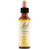 Gorse Bach Original 20Ml