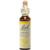 Cerato Bach Original Flower Essences 20Ml