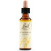 Schwabe pharma italia Hornbeam bach orig 20 ml