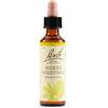 Schwabe pharma italia White chest bach orig 20 ml