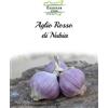 Essenze di Sicilia Aglio Rosso di Nubia — Treccia 25 Bulbi