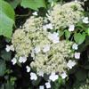 ClematisOnline Ortensia rampicante (Hydrangea anomala Petiolaris/Hydrangea) Pianta rampicante - Bianca, perenne e resistente - Ortensie - Vaso da 2 litri | Clematis Piante rampicanti online