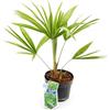 Vivaio di Castelletto Palma cinese a ventaglio Trachycarpus fortunei pianta in vaso ø13 cm