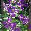 ClematisOnline 2 x Clematis Polish Spirit - Set di 2 piante rampicanti - blu, pluriennali & duri in inverno | 2 x 1,5 litri