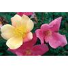 Vivaio di Castelletto Rosa cinese Rosa chinensis mutabilis pianta di rose in vaso ø19 cm h 30/40 cm Vivaio di Castelletto