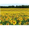 THISIT Impossible Puzzle da 1500 Pezzi -Campo,girasoli,paesaggio 87x57cm
