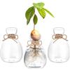 Hewory Terrario Moderni Vaso Decorativo da Interno - 3 Qvocado per Idrocoltura in Vetro - Idroponica per Piante, Vasetti Vetro per Arredamento Casa, Idee Regalo Donna