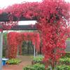 ClematisOnline 3 Ampelopsis/Vite americana rampicante 'Engelmannii' - Set di 3 Vite americana (Parthenocissus quinquefolia 'Engelmannii') - Rossa, a crescita rapida e resistente | 3 vasi da 1,5 litri