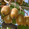 ClematisOnline Kiwi - Actinidia deliciosa Jenny - Vaso 1,5 litro (Pianta rampicante - Pianta adulta) - Muri e recinzioni, Pergola, Balconi e terrazze | ClematisOnline - clematidi e rampicanti più economiche