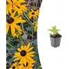 Green Bubble Trendyplants - Rudbeckia fulgida 'Goldsturm' - 6 pezzi - Cappello da sole - Resistente - Altezza 10 - 30 cm - Dimensioni vaso Ø 9 cm