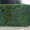 GardenersDream Tasso inglese (Taxus Baccata) - Antico esemplare sempreverde per siepi riservate, a bassa manutenzione e tollerante all'ombra.