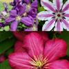 ClematisOnline Selezione di Clematidi (3 Piante) - 3 Vasi da 1,5 litri (Piante Rampicanti - Clematis - Pianta Adulta - Resistenza al Freddo: Ottima) | Clematide Ville de Lyon-Nelly Moser-Jackmanii | ClematisOnline