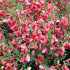 ClematisOnline Ginestra Boskoop Ruby/Cytisus | Piccolo arbusto resistente - Rosso - Pianta perenne da fiore | Vaso da 1,5 litri