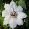 ClematisOnline Clematide Miss Bateman - Vaso 1,5 litro (Pianta Rampicante - Clematis Bianco - Pianta Adulta - Resistenza al Freddo: Ottima) - Muri e Recinzioni, Pergola, Balconi e Terrazze | ClematisOnline