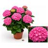 POWERS TO FLOWERS - ORTENSIA ROSA, VASO 14CM DIAMETRO, pianta vera