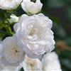 Vivaio di Castelletto Rosa Bianca Rosa polyantha White Fairy pianta di rose tappezzante in vaso ø14 cm Vivaio di Castelletto