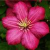 ClematisOnline Clematide Ville de Lyon (per Muri e recinzioni, Pergola, Balconi, Patio e Terrazze) - Vaso 1,5 litro (Pianta Rampicante - Clematis - Pianta adulta - Resistenza al Freddo: Ottima) | ClematisOnline