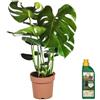 Plant in a Box - Pianta del Formaggio Svizzero - Monstera Deliciosa con Bottiglia di Nutrimento - Altezza 70-80cm - Vaso 21cm - Pianta da Appartamento Tropicale - Robusta e Decorativa