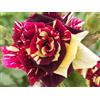 Rose Barni Abracadabra ®, rosa viva di Rose Barni®, rosa in vaso rifiorente, fiori grandi, dall'insolito colore screziato rosso e giallo, cod. 72010