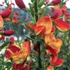 ClematisOnline Ginestra di Lena/Cytisus Lena | Piccolo arbusto resistente - Fiori giallo-rossi - Pianta perenne da fiore | 1 vaso da 1,5 litri