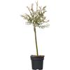 Plant in a Box - Salice variegato - Salix integra 'Flamingo' - Altezza 60-80cm - Vaso 17cm - Pianta da giardino - Resistente al gelo