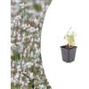 Plantenboetiek.nl Gaura lindheimeri | 6 pezzi - 10-25cm - Ø9cm - Pianta da giardino