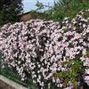 ClematisOnline Clematis Montana Rubens - Pianta rampicante - Rosa-rosa | Pentola da 1,5 litri