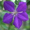 ClematisOnline Clematide Jackmanii - Vaso 1,5 litro (Pianta rampicante - Clematis - Pianta adulta - Resistenza al freddo: Ottima) | ClematisOnline