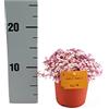 exotenherz Callisia Rosato Pink Lady 11cm pot