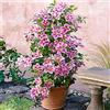 ClematisOnline 2 x Clematis Piilu - 2 x piante rampicanti a fioritura pluriennale - Invernale dura - 2 x 1,5 litri